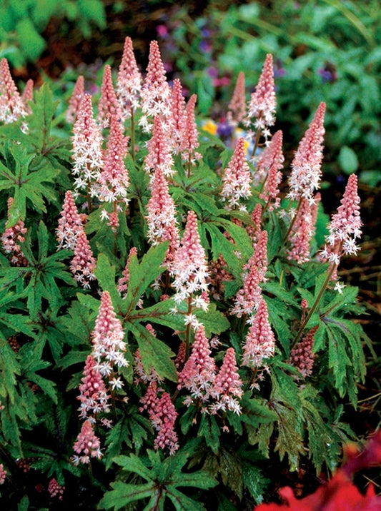 Image of Tiarella 'Pink Skyrocket' taken at Terra Nova Nurseries, OR by Terra Nova Nurseries