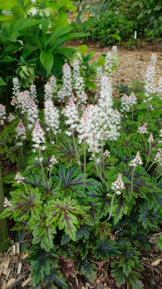 Image of Tiarella 'Sylvan Lace' taken at Juniper Level Botanic Gdn, NC by JLBG