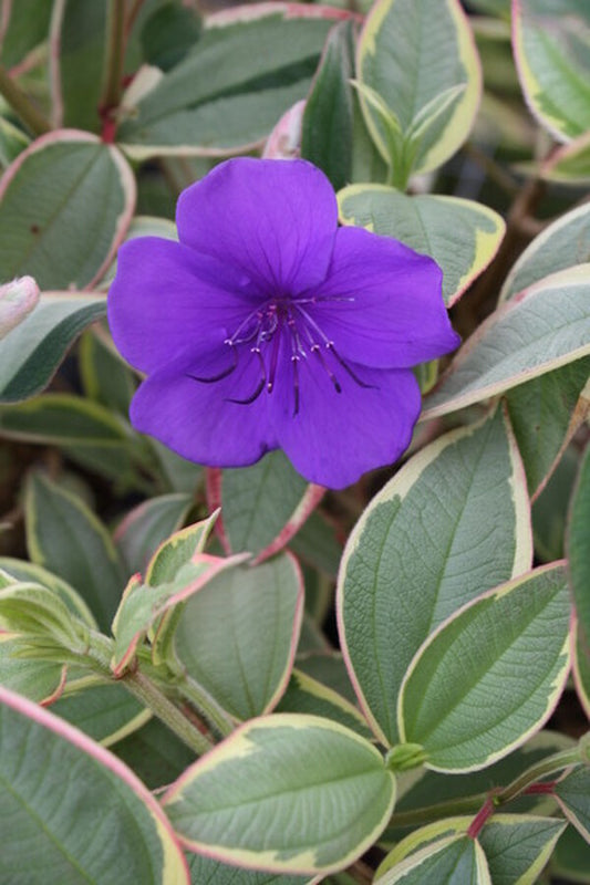 Image of Tibouchina urvilleana 'Variegata' taken at Juniper Level Botanic Gdn, NC by JLBG