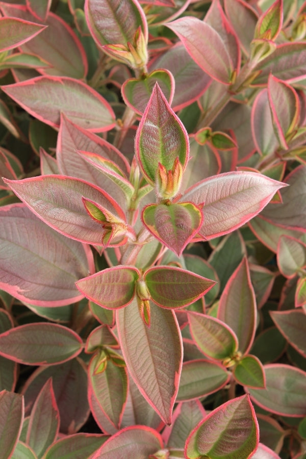 Image of Tibouchina urvilleana 'Variegata'