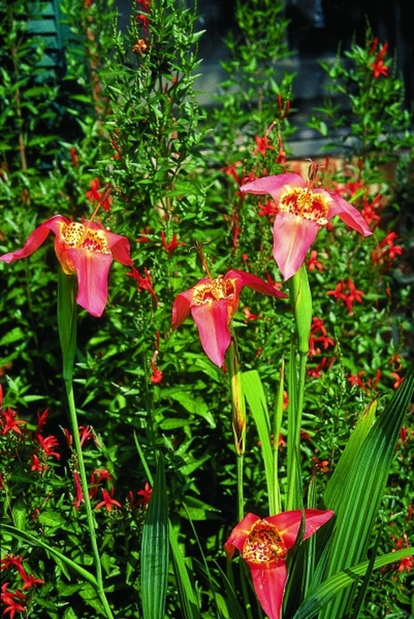 Image of Tigridia pavonia 'Peachy Keen' taken at Juniper Level Botanic Gdn, NC by JLBG