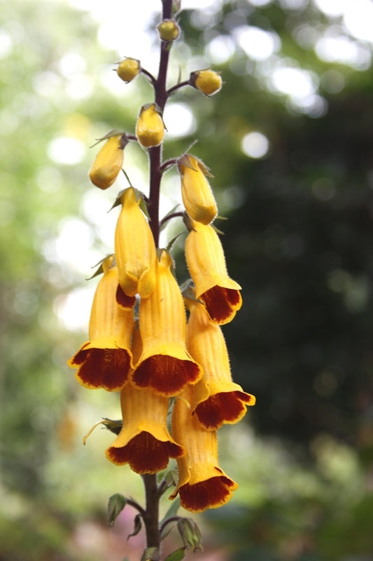 Image of Titanotrichum oldhamii taken at Juniper Level Botanic Gdn, NC by JLBG