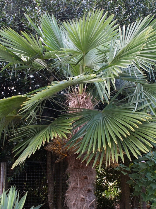 Image of Trachycarpus fortunei 'Bulgaria' taken at Juniper Level Botanic Gdn, NC by JLBG
