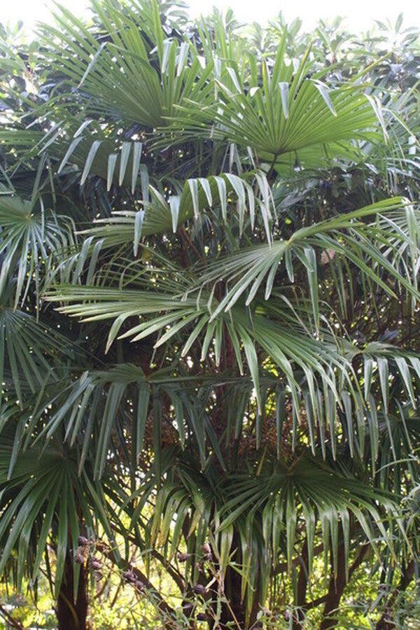 Image of Trachycarpus fortunei 'Charlotte' taken at Juniper Level Botanic Gdn, NC by JLBG