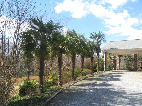 Image of Trachycarpus fortunei 'Columbus' by L. Green