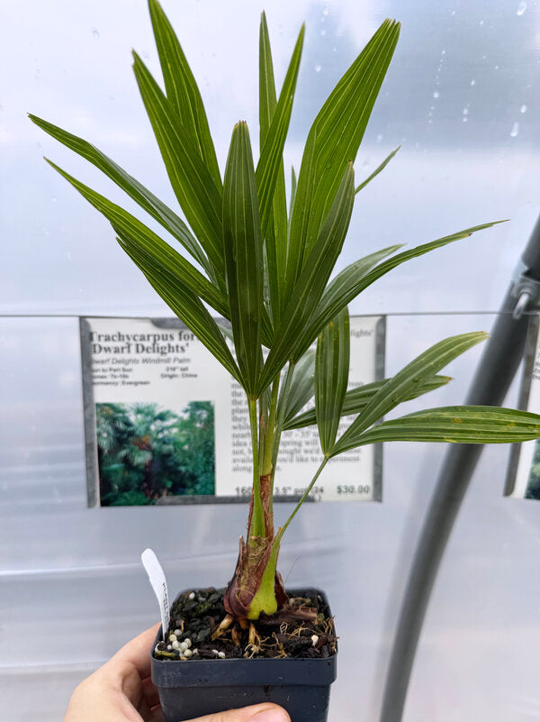 Image of Trachycarpus fortunei 'Dwarf Delights'