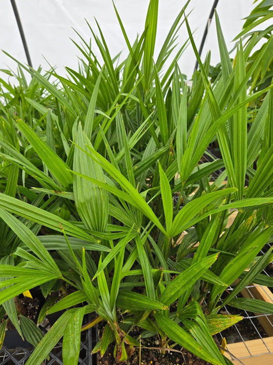 Image of Trachycarpus fortunei 'Tesan' taken at Juniper Level Botanic Gdn, NC by JLBG