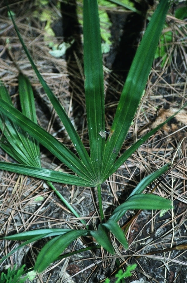 perennial palm plants Trachycarpus nanus