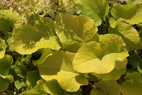 Image of Trachystemon orientalis 'Sundew' taken at Juniper Level Botanic Gdn, NC by JLBG