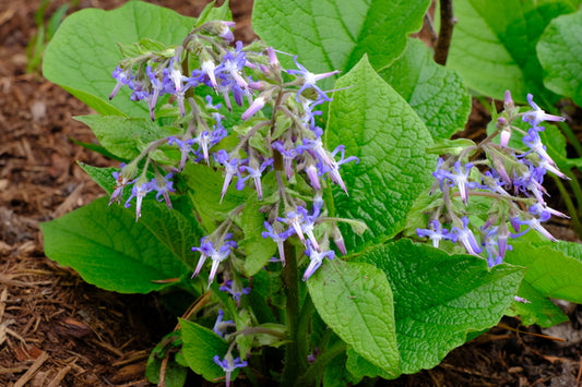 Image of Trachystemon orientalis taken at Juniper Level Botanic Gdn, NC by JLBG