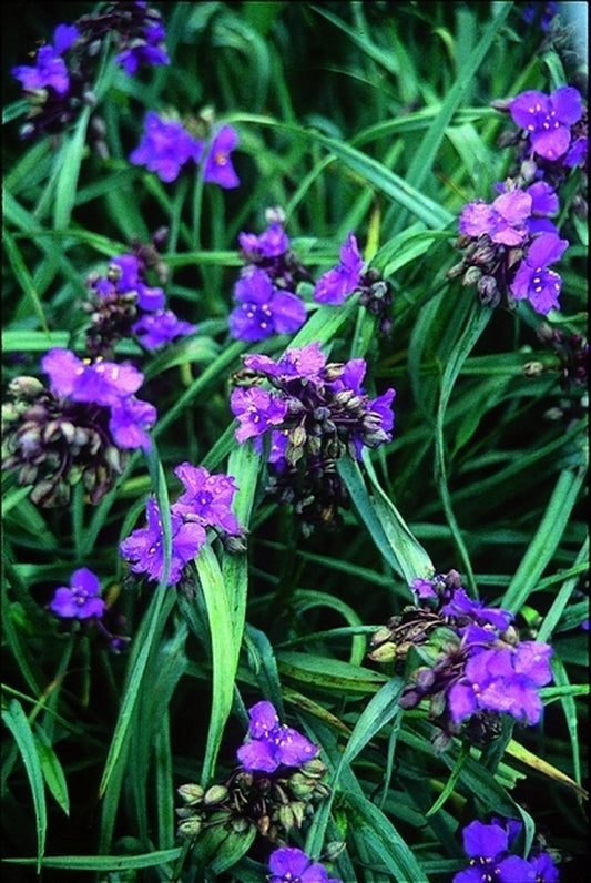 Image of Tradescantia 'Concord Grape' taken at Juniper Level Botanic Gdn, NC by JLBG