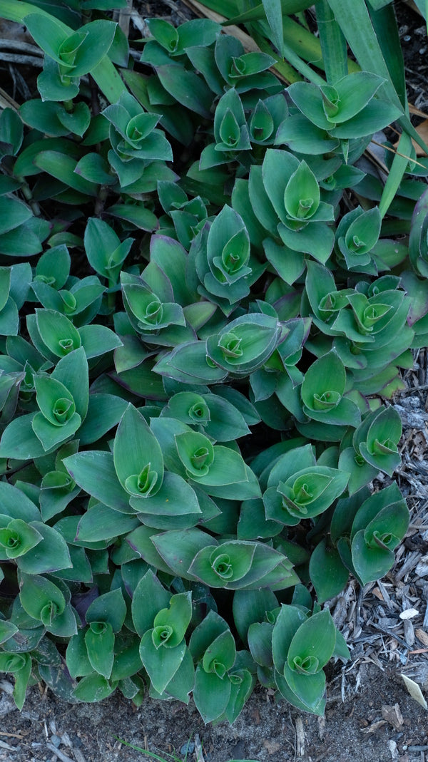 Image of Tradescantia 'Pale Puma' taken at Juniper Level Botanic Gdn, NC by JLBG