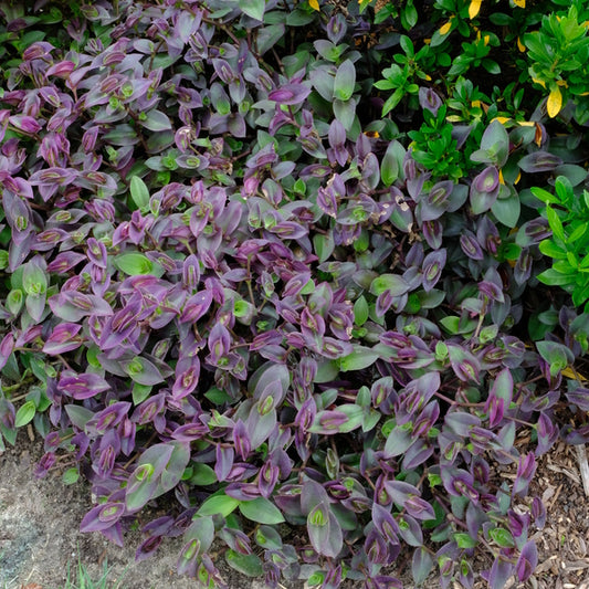 Image of Tradescantia 'Pale Puma' taken at Juniper Level Botanic Gdn, NC by JLBG