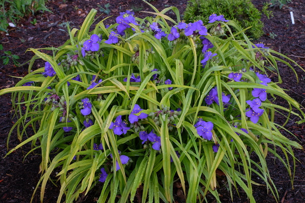 Image of Tradescantia 'Sweet Kate' taken at Juniper Level Botanic Gdn, NC by JLBG