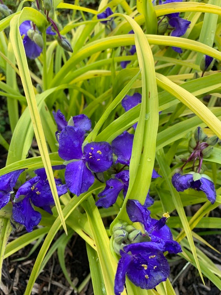 Image of Tradescantia 'Sweet Kate' taken at Juniper Level Botanic Gdn, NC by Lidia Churakova