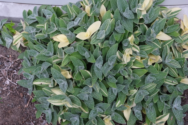 Image of Tradescantia sillamontana 'Gold Stripes' taken at Juniper Level Botanic Gdn, NC by JLBG