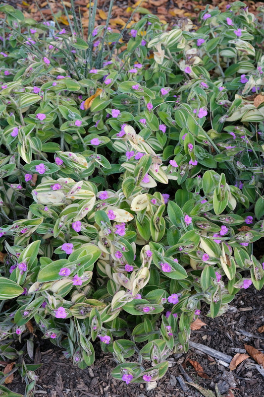 Image of Tradescantia sillamontana 'Gold Stripes' taken at Juniper Level Botanic Gdn, NC by JLBG