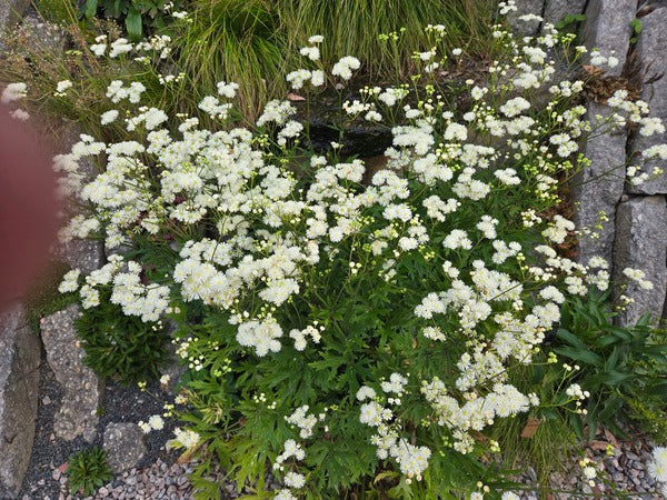 Image of Trautvetteria nervata 'Swamp Queen' taken at Juniper Level Botanic Gdn, NC by JLBG