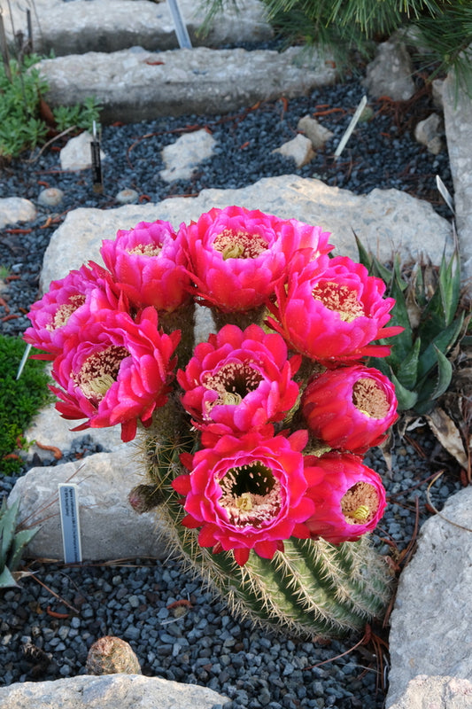 Image of Trichocereus 'Love Child' taken at Juniper Level Botanic Gdn, NC by JLBG