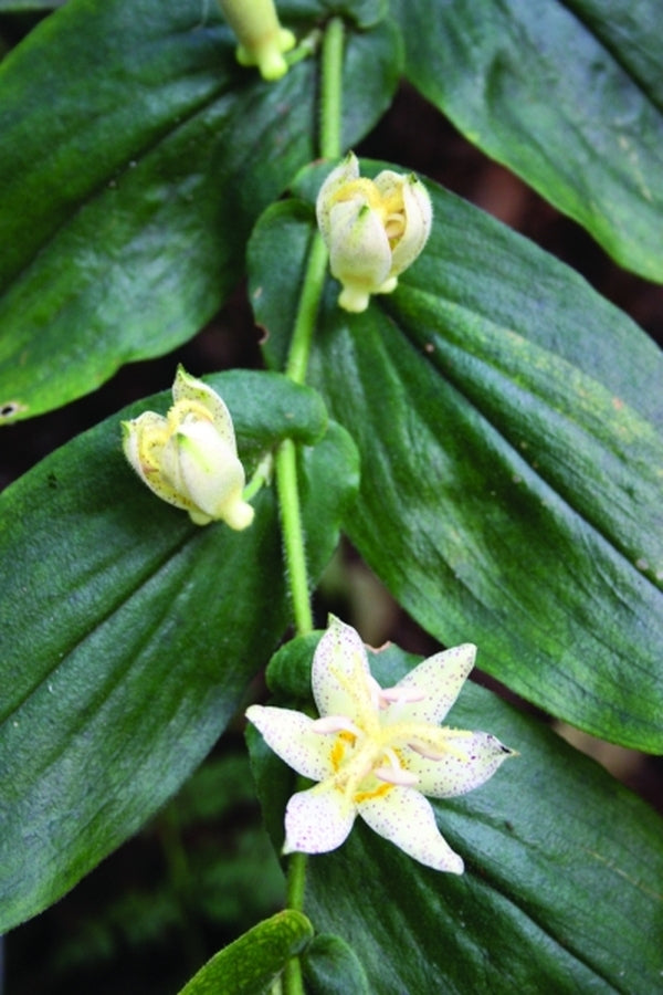 Image of Tricyrtis 'Amanogawa' taken at Juniper Level Botanic Gdn, NC by JLBG