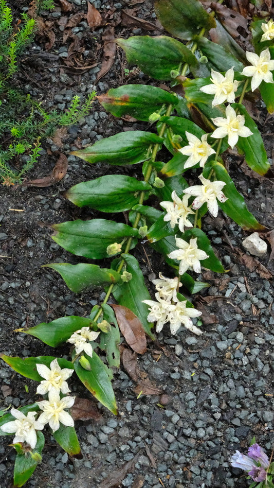 Image of Tricyrtis 'Amanogawa' taken at Juniper Level Botanic Gdn, NC by JLBG