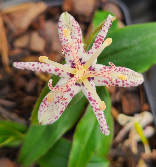 Image of Tricyrtis 'Crow Leaf' taken at Juniper Level Botanic Gdn, NC by JLBG