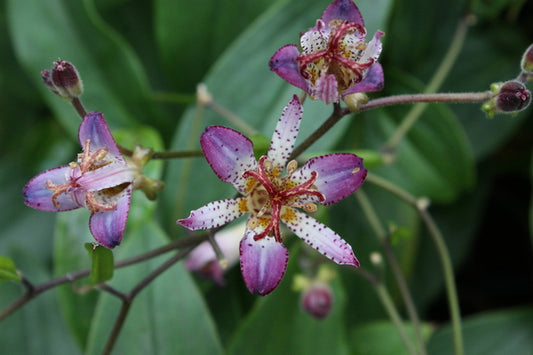 Image of Tricyrtis 'Edo no Hana' taken at Juniper Level Botanic Gdn, NC