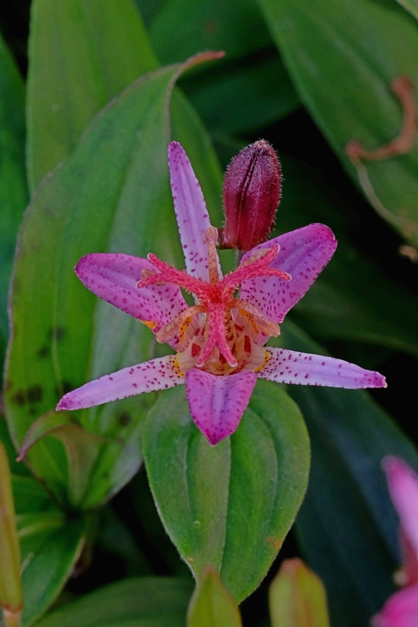 Image of Tricyrtis 'Edo no Hana' taken at Juniper Level Botanic Gdn, NC by JLBG