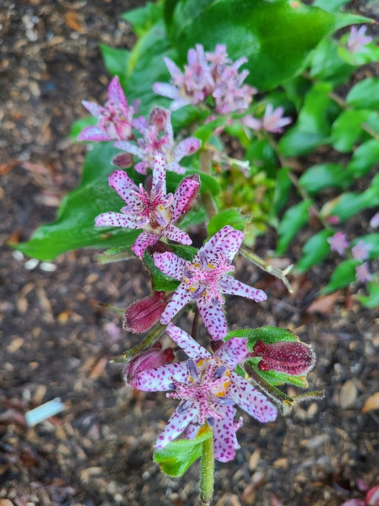 Image of Tricyrtis 'Fluffy Orchid' taken at Juniper Level Botanic Gdn, NC by JLBG