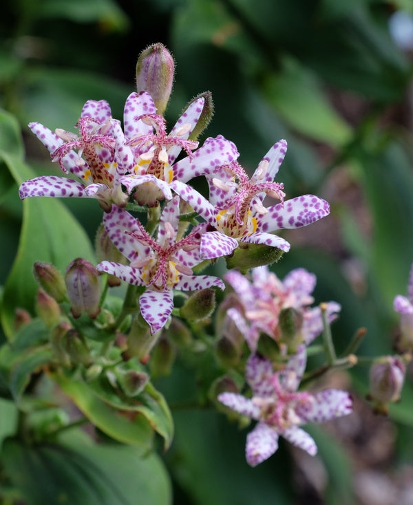 japanese lily flower Tricyrtis Momoe