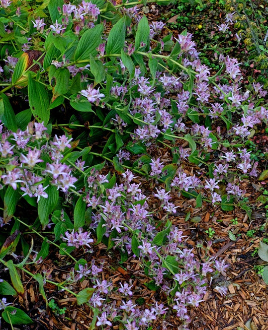 Image of Tricyrtis 'Momoyama' taken at Juniper Level Botanic Gdn, NC by JLBG