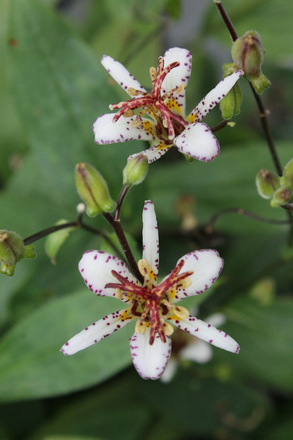 Image of Tricyrtis 'Orihime'