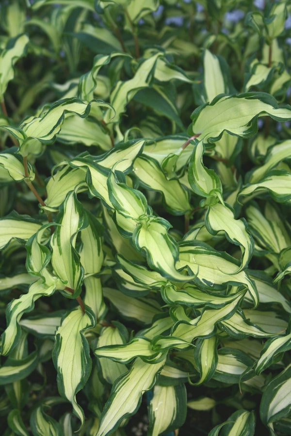 Image of Tricyrtis 'White Waves' PP 20,007 taken at Juniper Level Botanic Gdn, NC by JLBG