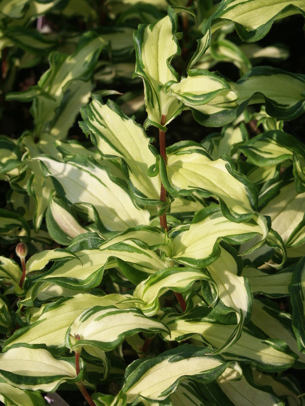 treachery lily white Learn about Tricyrtis 'White Waves' PP 20,007 | White Waves Toad Lily