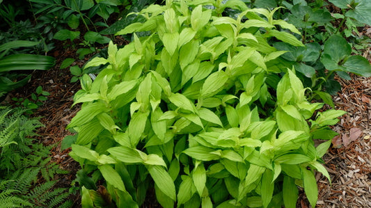 Image of Tricyrtis hirta 'Golden Anniversary' taken at Juniper Level Botanic Gdn, NC by JLBG