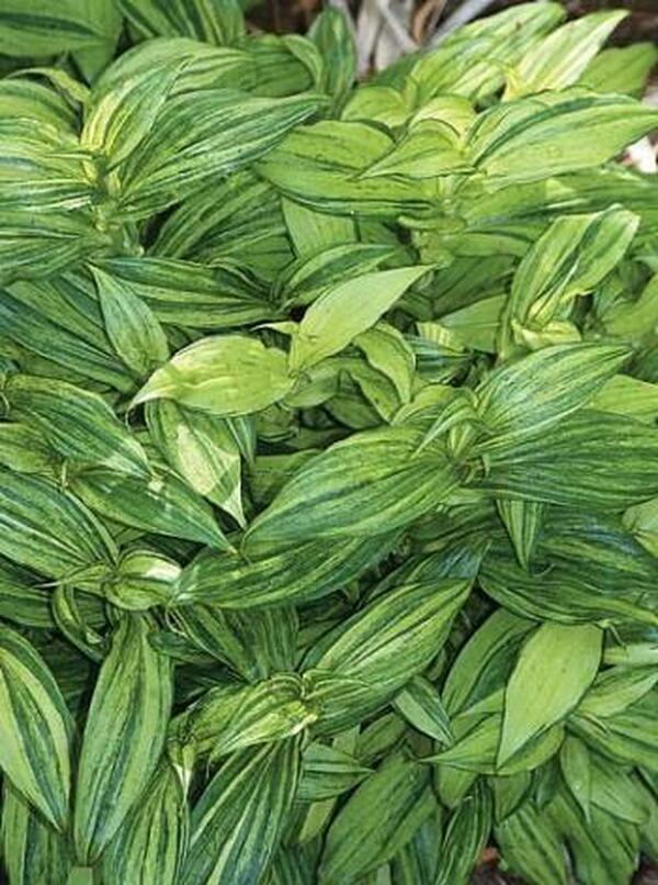 Image of Tricyrtis hirta 'Lightning Strike' taken at Juniper Level Botanic Gdn, NC by JLBG