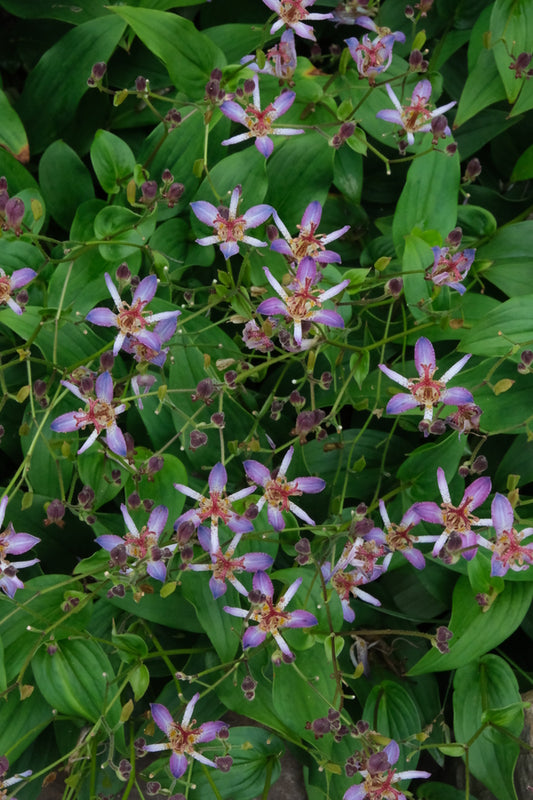 Image of Tricyrtis lasiocarpa taken at Juniper Level Botanic Gdn, NC by JLBG