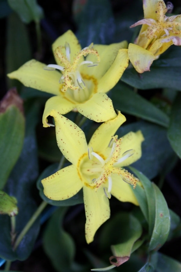 Image of Tricyrtis perfoliata taken at Juniper Level Botanic Gdn, NC by JLBG