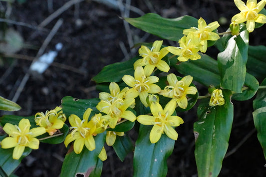 Image of Tricyrtis perfoliata taken at Juniper Level Botanic Gdn, NC by JLBG