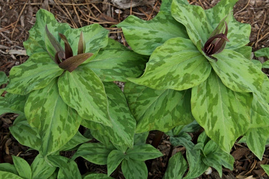 Image of Trillium 'Julia' taken at Juniper Level Botanic Gdn, NC by JLBG