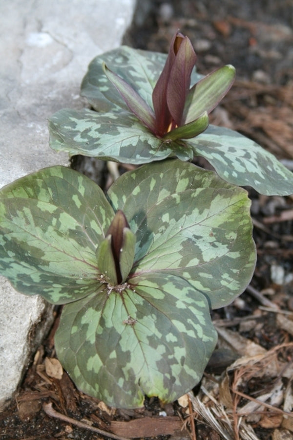 Image of Trillium cuneatum 'Oconee Red' taken at Juniper Level Botanic Gdn, NC by JLBG