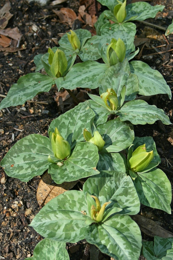 Image of Trillium cuneatum 'Oconee Yellow' taken at Juniper Level Botanic Gdn, NC by JLBG