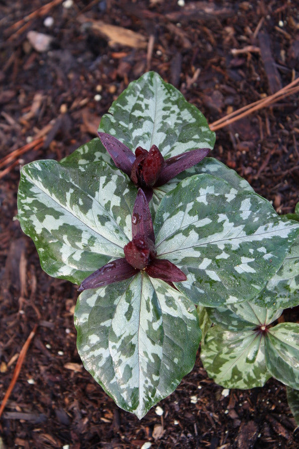 Image of Trillium cuneatum 'Pleasant Hill' taken at Juniper Level Botanic Gdn, NC by JLBG