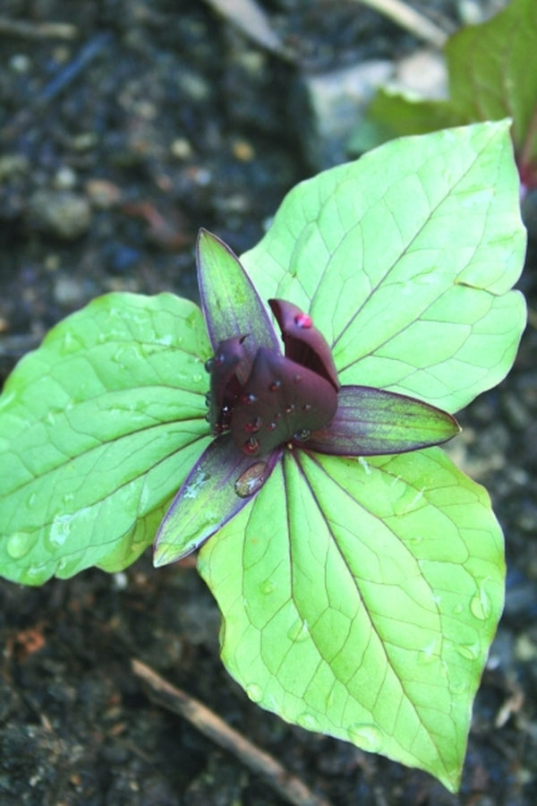 Image of Trillium cuneatum Silver Leaf taken at Juniper Level Botanic Gdn, NC by JLBG