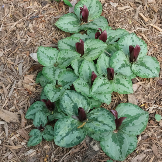 Image of Trillium decumbens 'Georgia Walker' taken at Juniper Level Botanic Gdn, NC by JLBG