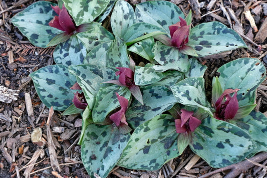 Image of Trillium delicatum taken at Juniper Level Botanic Gdn, NC by JLBG