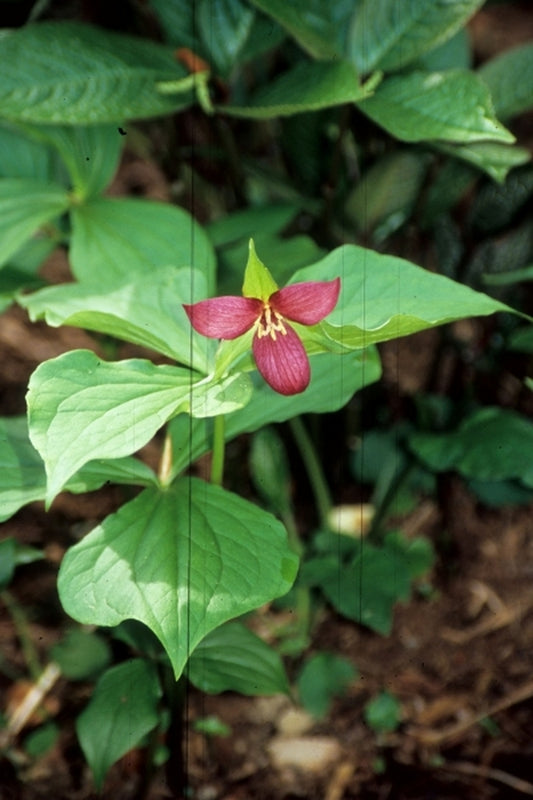 Image of Trillium erectum taken at Juniper Level Botanic Gdn, NC by JLBG