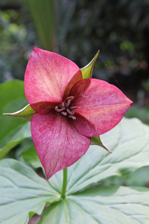 Image of Trillium x flexatum dark pink form