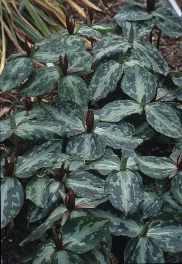 Image of Trillium foetidissimum 'Baton Rouge' taken at Juniper Level Botanic Gdn, NC by JLBG