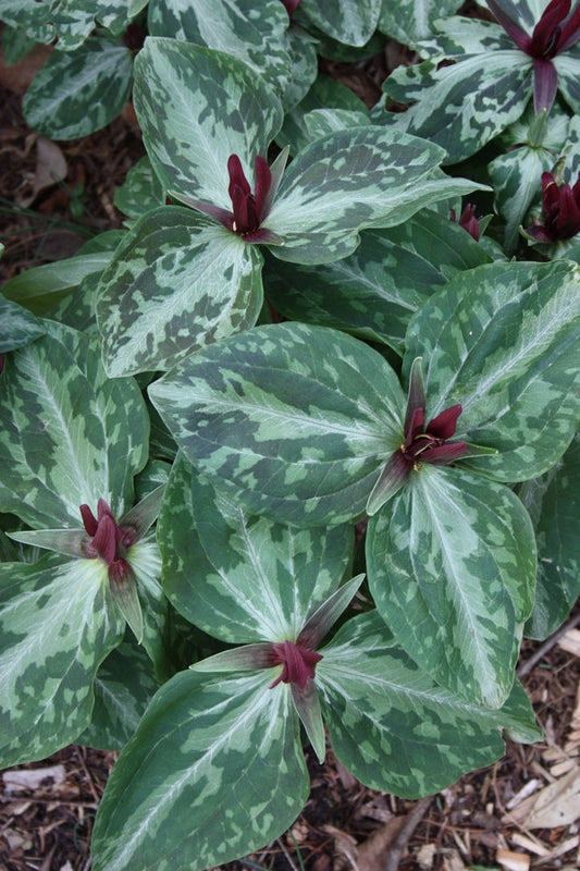 Image of Trillium foetidissimum 'Baton Rouge' taken at Juniper Level Botanic Gdn, NC by JLBG